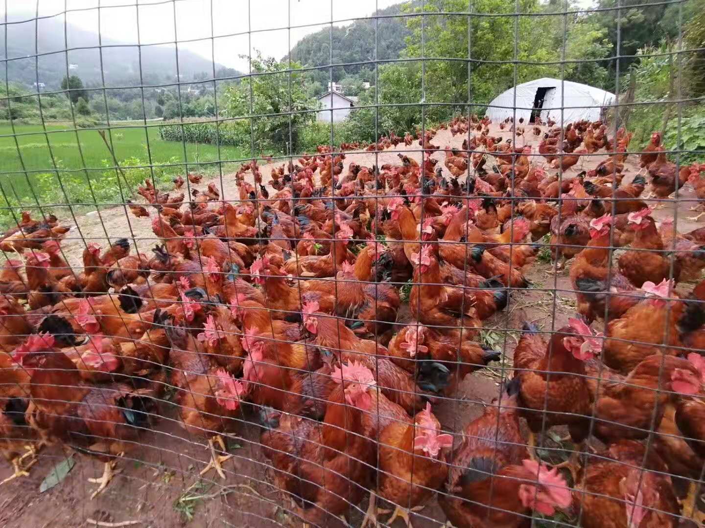 鸡喉炎发病时期,鸡传染性喉气管炎还可以救活吗