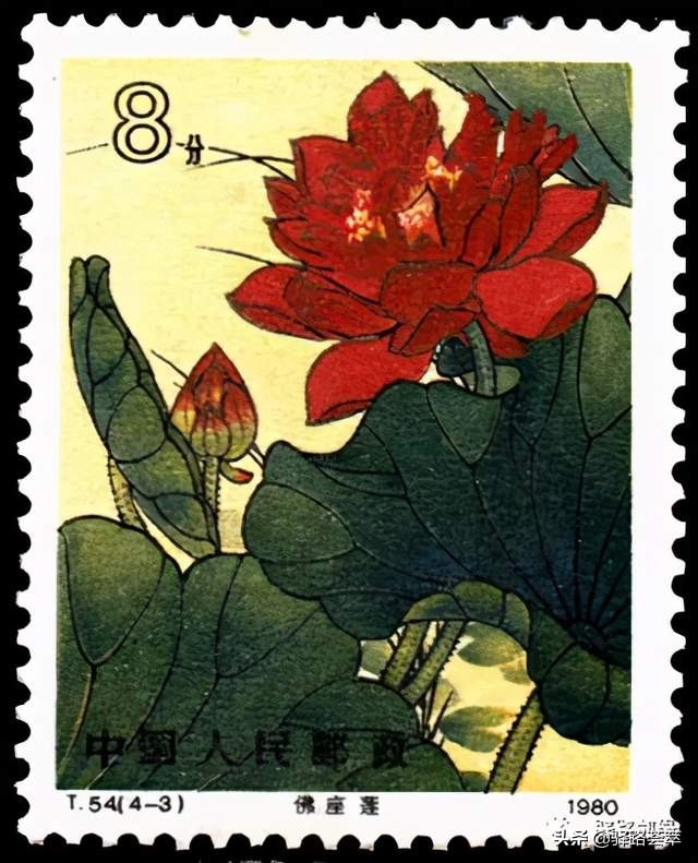 柯汝读邮：荷花T54映日荷花别样红