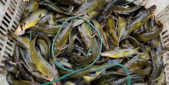 黄颡鱼肝胆病多发、体色异常等代谢疾病怎么办？胆汁酸给你答案！