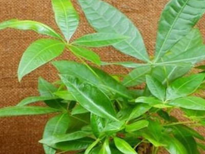 青叶常春藤的养护方法,发财树的养护方法与技巧