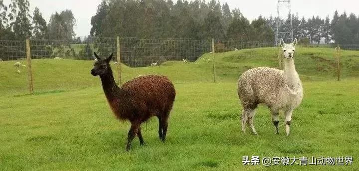 萌萌分不清楚?谁才是真正的神兽“草尼玛”