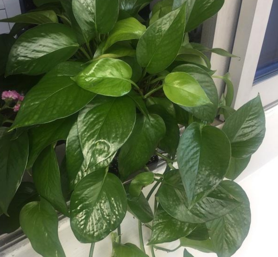 花叶子有灰尘怎么擦更亮,花卉叶子有灰尘如何快速清理