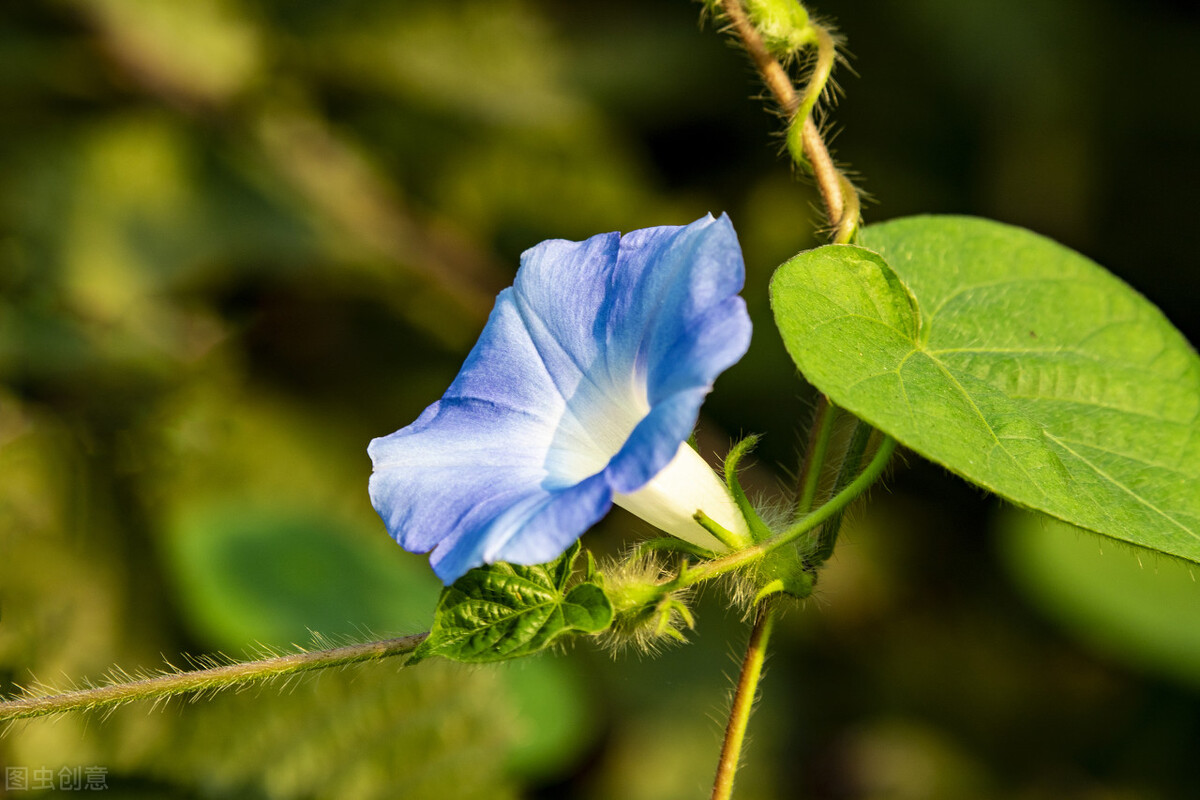 100种常见园林图鉴,列举20类不同的园林花卉
