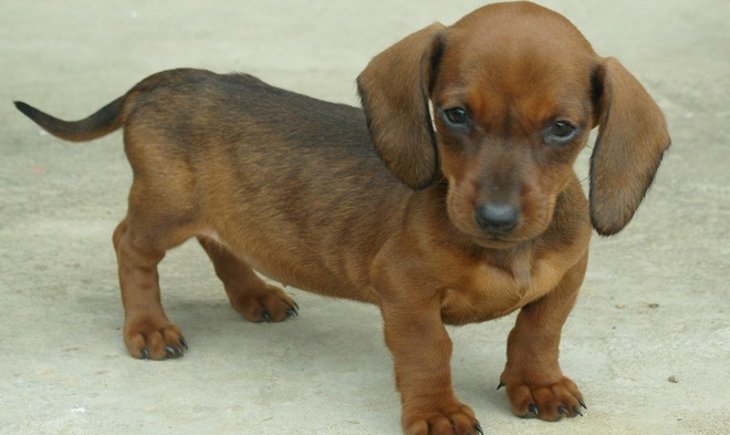 宠物狗品种大全热门宠物排行,长耳朵黑黄宠物狗是什么品种