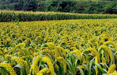 乡情散文：庄稼院儿的种地“留种”