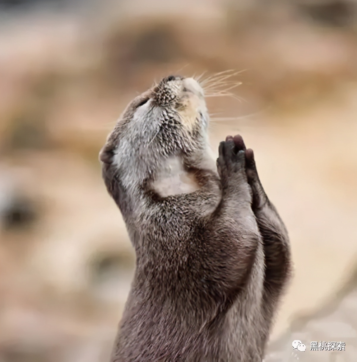 金钱豹逃跑过程,金钱豹最怕什么动物