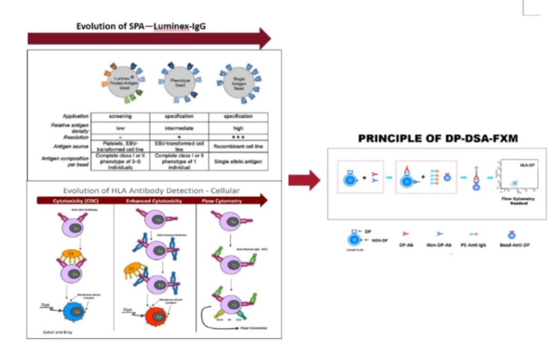 组织相容性与免疫遗传学专家王琳博士:攻克器官移植检测难题