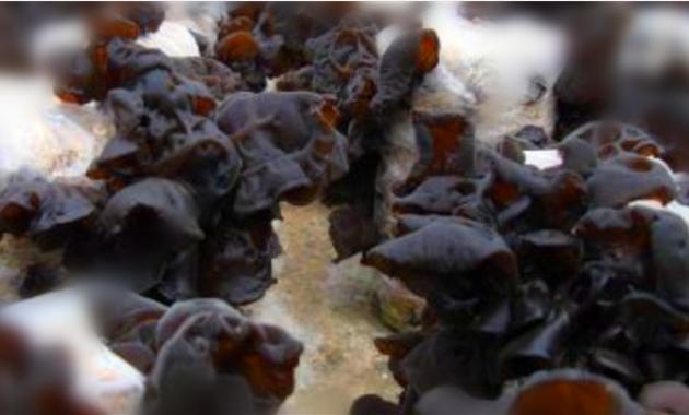 木耳病害防治方法,多重耐药菌感染时的防护措施