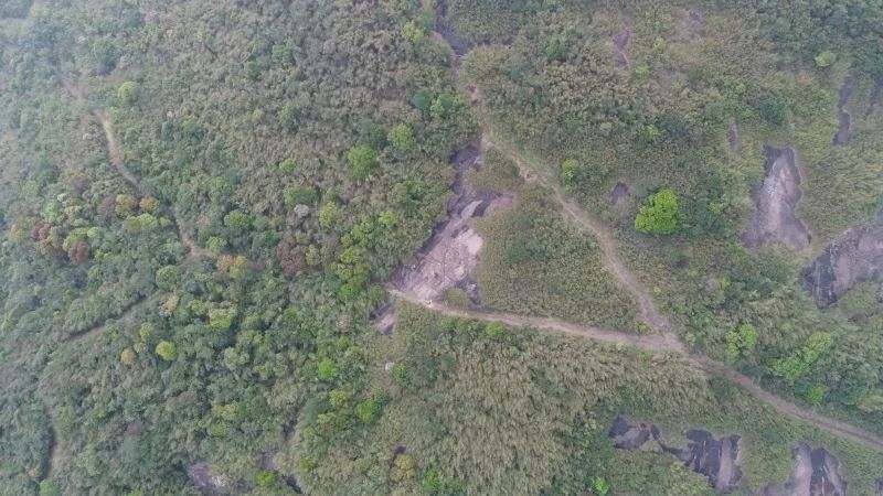 深圳南山竹海挖竹笋,深圳有游客挖竹笋