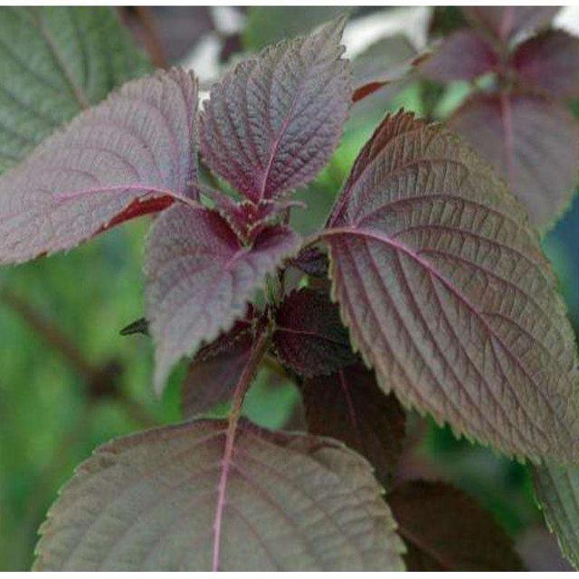 紫苏卖的很贵，它有何营养价值，如何种植？