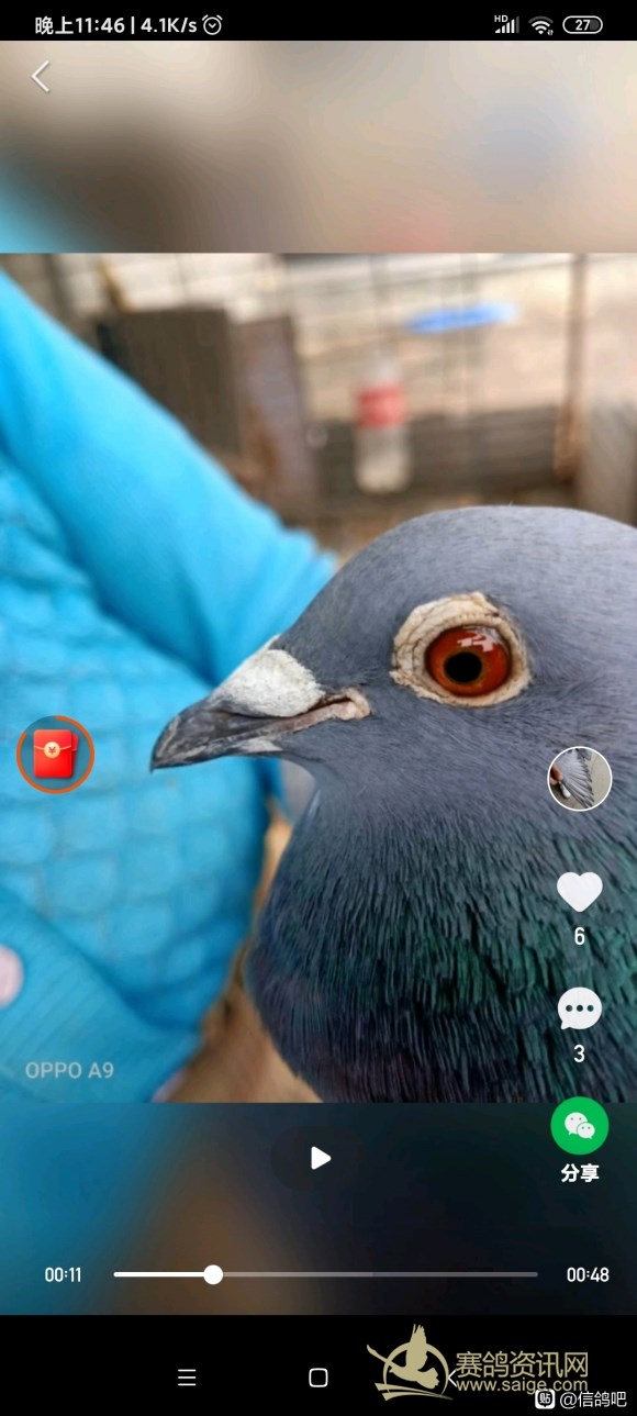 600公里以上归巢鸽,断腿鸽子还能站起来吗