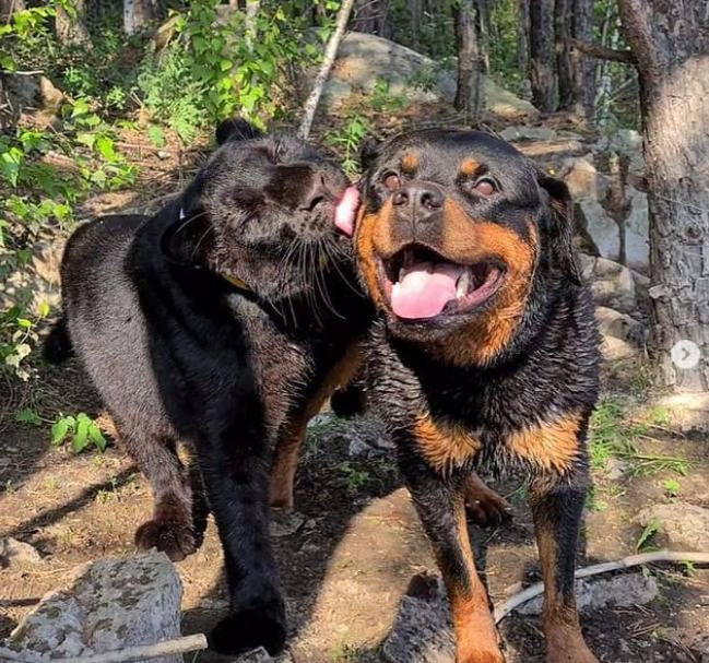 我的萌宠是只猫小说,我的萌宠是中华田园犬