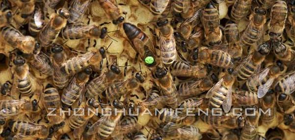 蜜蜂合群的最佳方法,蜜蜂养殖实用技术