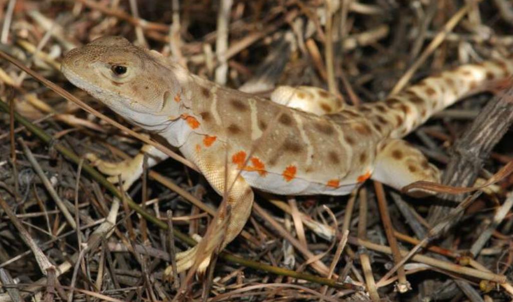 美国巨蟒vs中国巨蟒,中国的巨蟒vs美国的巨蟒