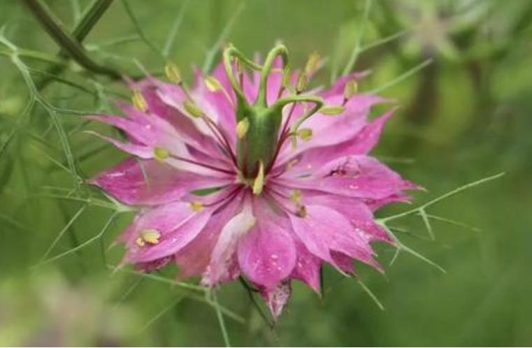 黑种草单瓣,淡蓝黑种草