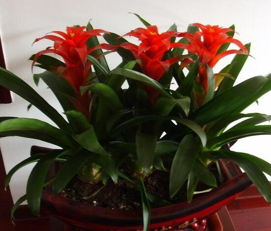 鸿运当头一直不开花是什么原因,鸿运当头怎么不开花