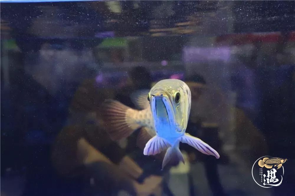 龙鱼发色用太阳好还是灯好,龙鱼发色灯和增艳灯区别