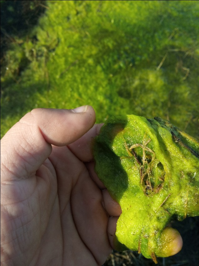 怎么消灭青苔且保障水质量,去除水中青苔的方法是什么