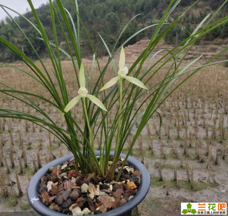 兰花赚钱不,兰花赚钱
