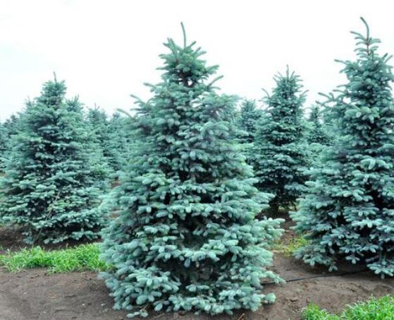 最有前景的5大苗木,彩色苗木有哪些品种