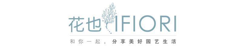 月季花网购指南图片高清版,月季品种查询网