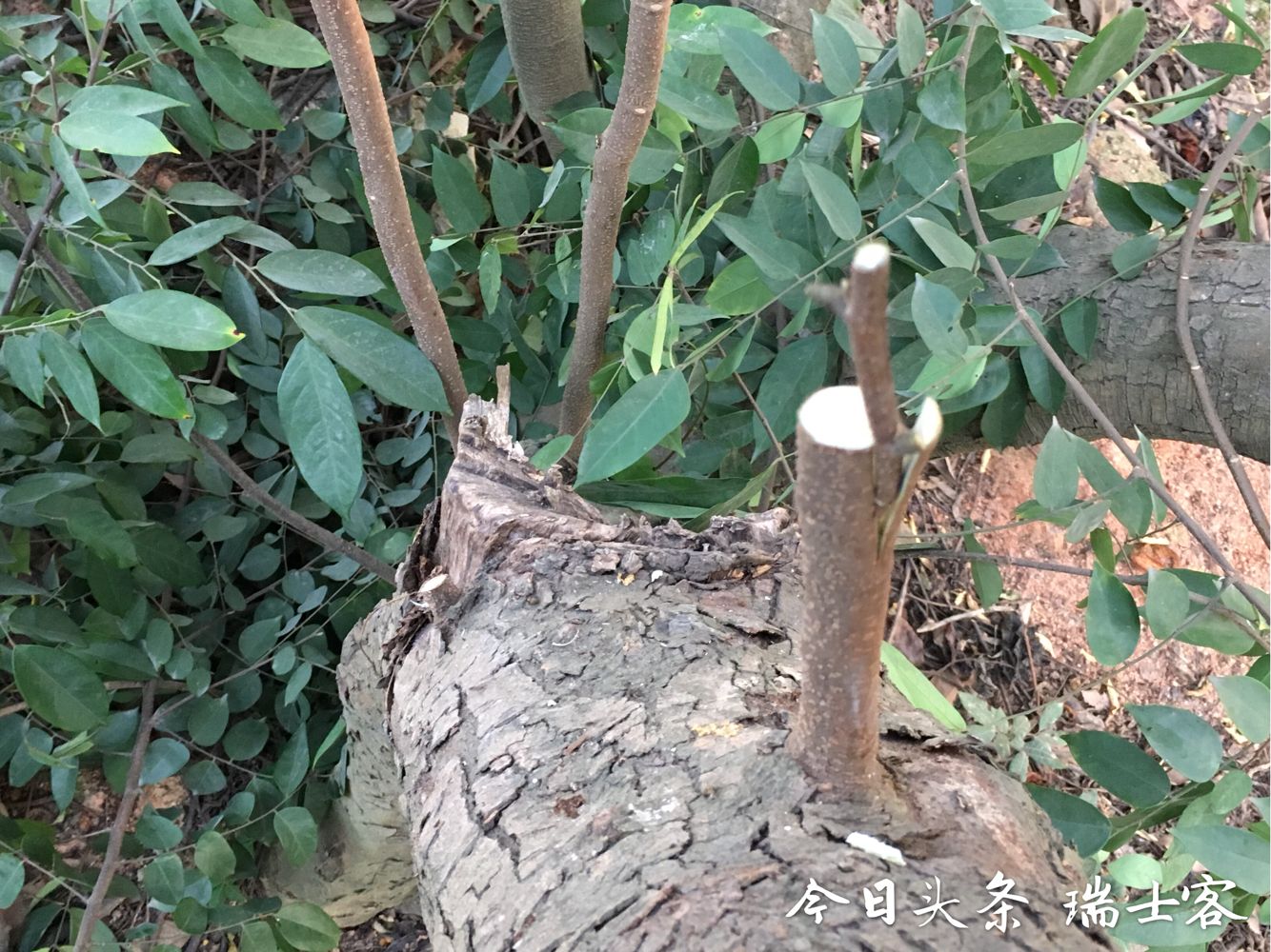 杨桃种植保果,怎样种出又大又甜的杨桃