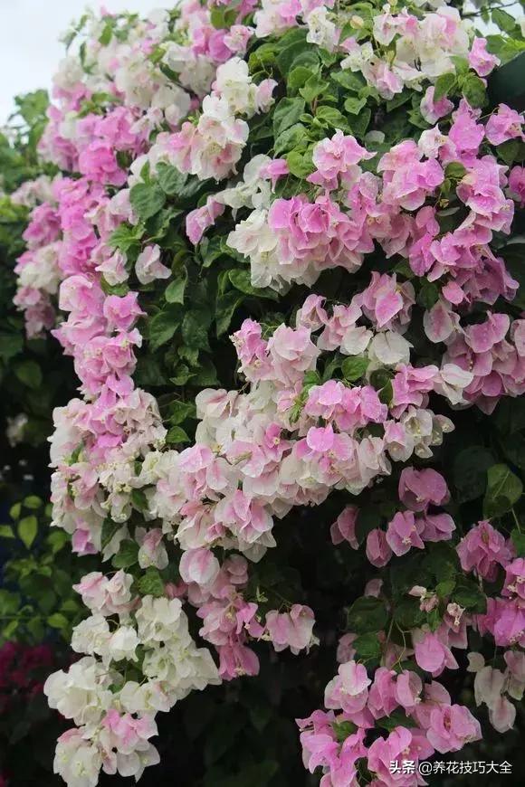 这十种爬藤花一开就是三年,3种极品爬藤花30天爬满庭院农村