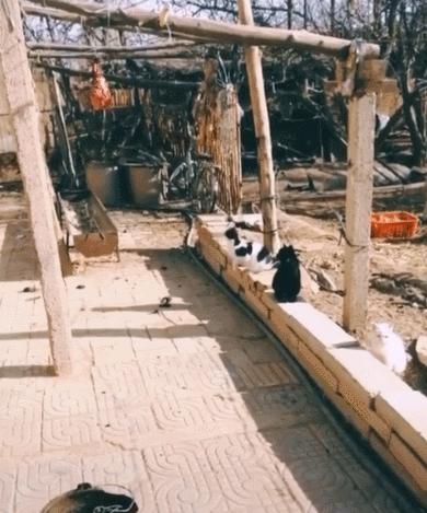 猫咪界干饭王,喵界干饭王