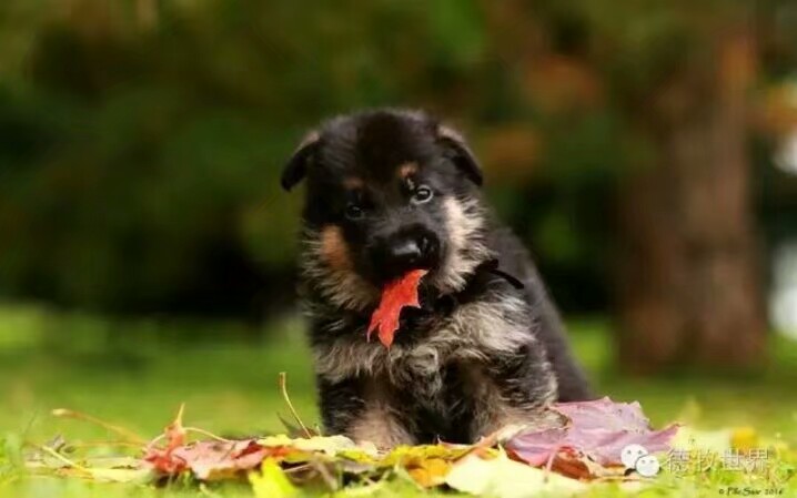 德国牧羊犬图片霸气大全集,德国牧羊犬图片精品