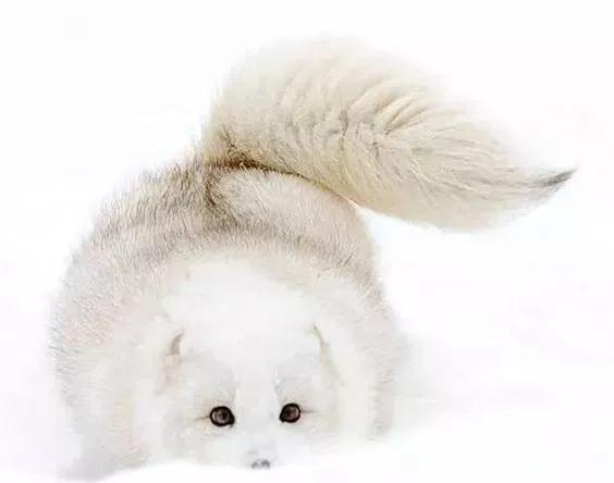 arcfox极狐还能翻身吗,试驾arcfox北极狐