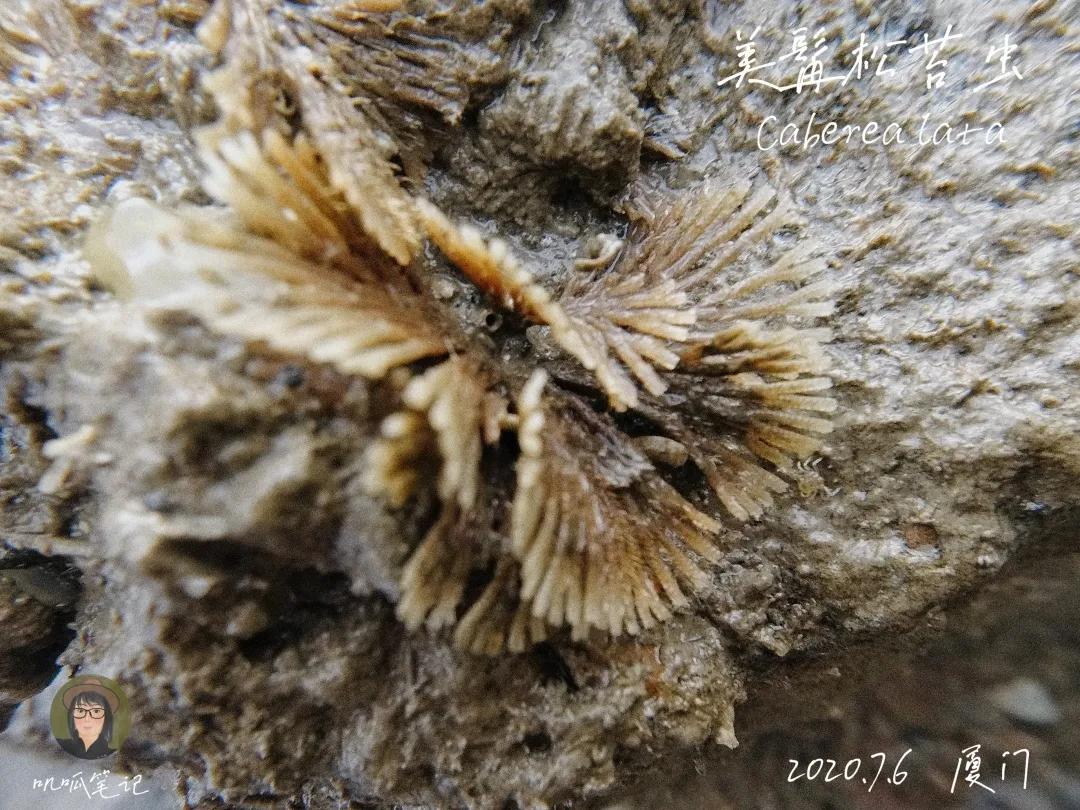 鼓浪屿赶海抓虫,鼓浪屿赶海佛手螺