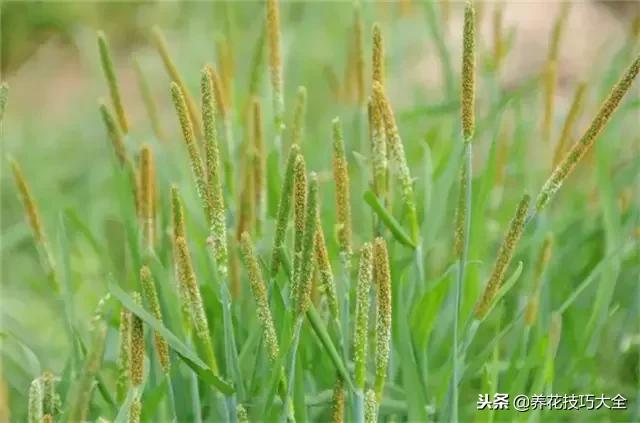 常见小区绿化100种植物图片,常见的水生植物有哪些种