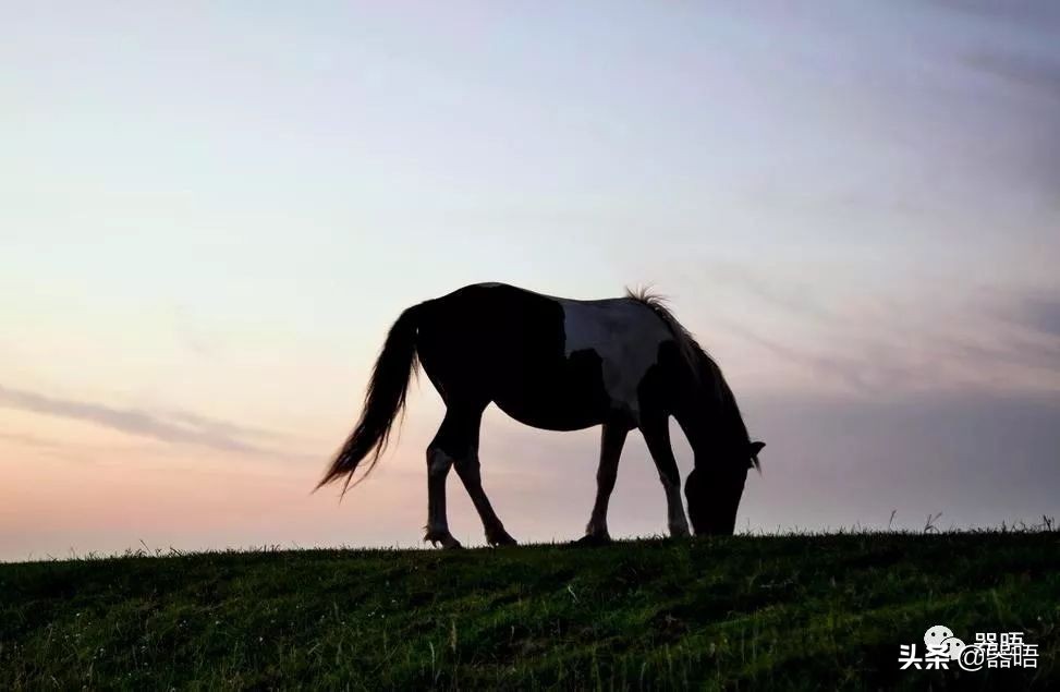 石峁遗址的石雕来自哪里,石峁遗址出土的石雕兽面像