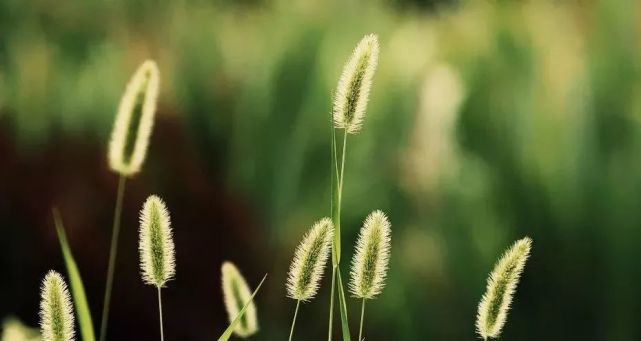 狗狗为什么总是舔鼻子呢,狗狗为什么总是舔鼻子