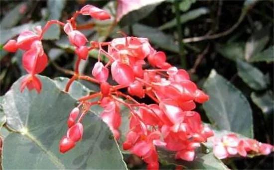 竹节海棠怎么养护长得好开花多,竹节海棠怎么养花开得多
