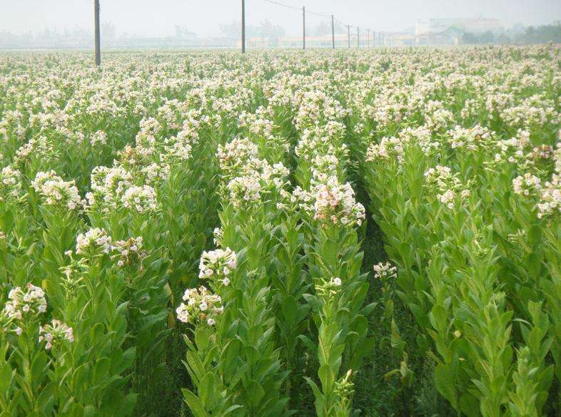 你不了解的*草烟**类型有哪些