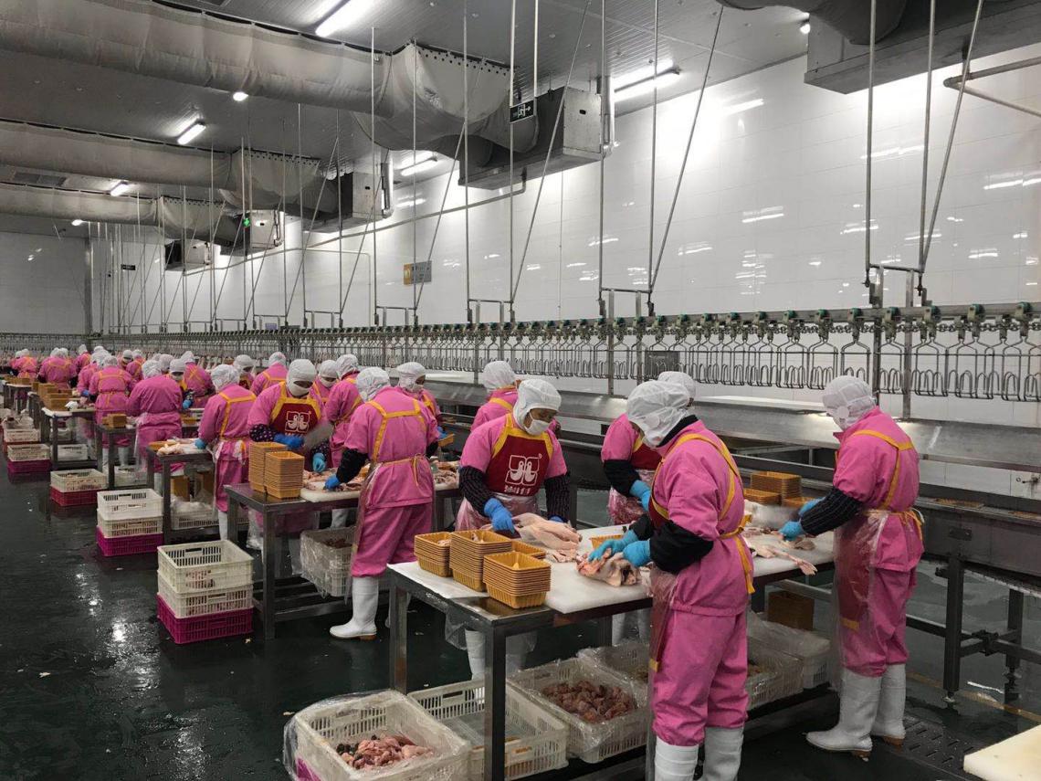 石门土鸡一鸣惊人,石门土鸡是哪里的品种