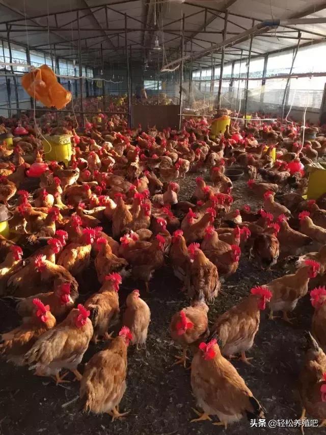 鸡瘫痪站不起来用什么药治疗,鸡拉稀站立不稳怎么治