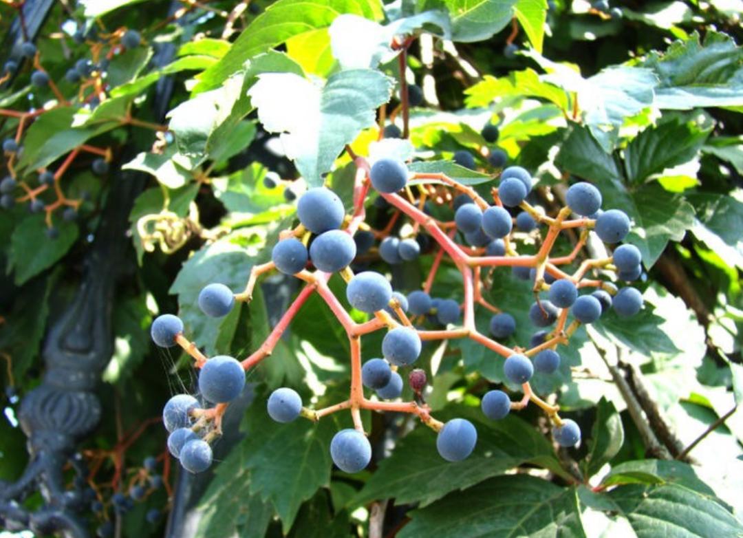 高架桥上为什么只种爬山虎,为啥高架桥要种满爬山虎