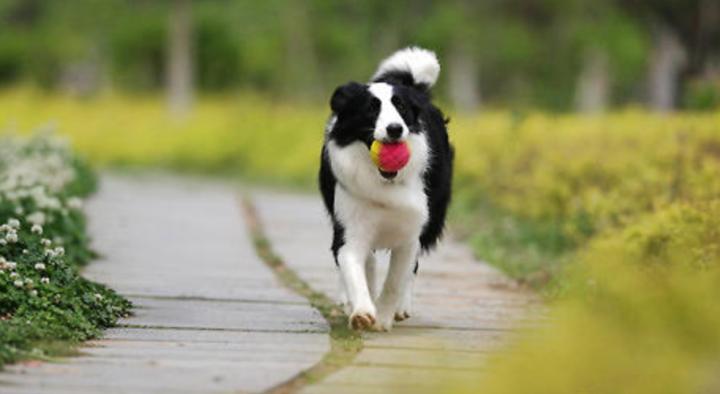 狗狗拉大便困难怎么办,狗狗大便稀软怎么回事