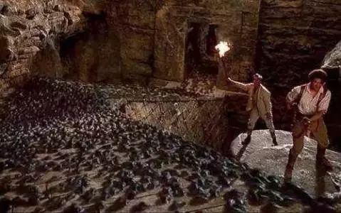 埃及法老木乃伊屎壳郎,古埃及屎壳郎