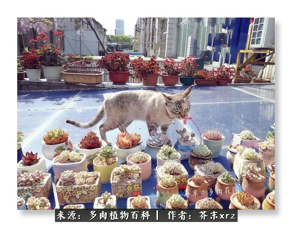 那个爱画多肉的小姑娘带着她的心头肉又来啦!