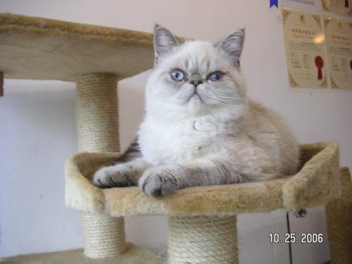 加菲猫有什么毛色,加菲猫有哪些毛色