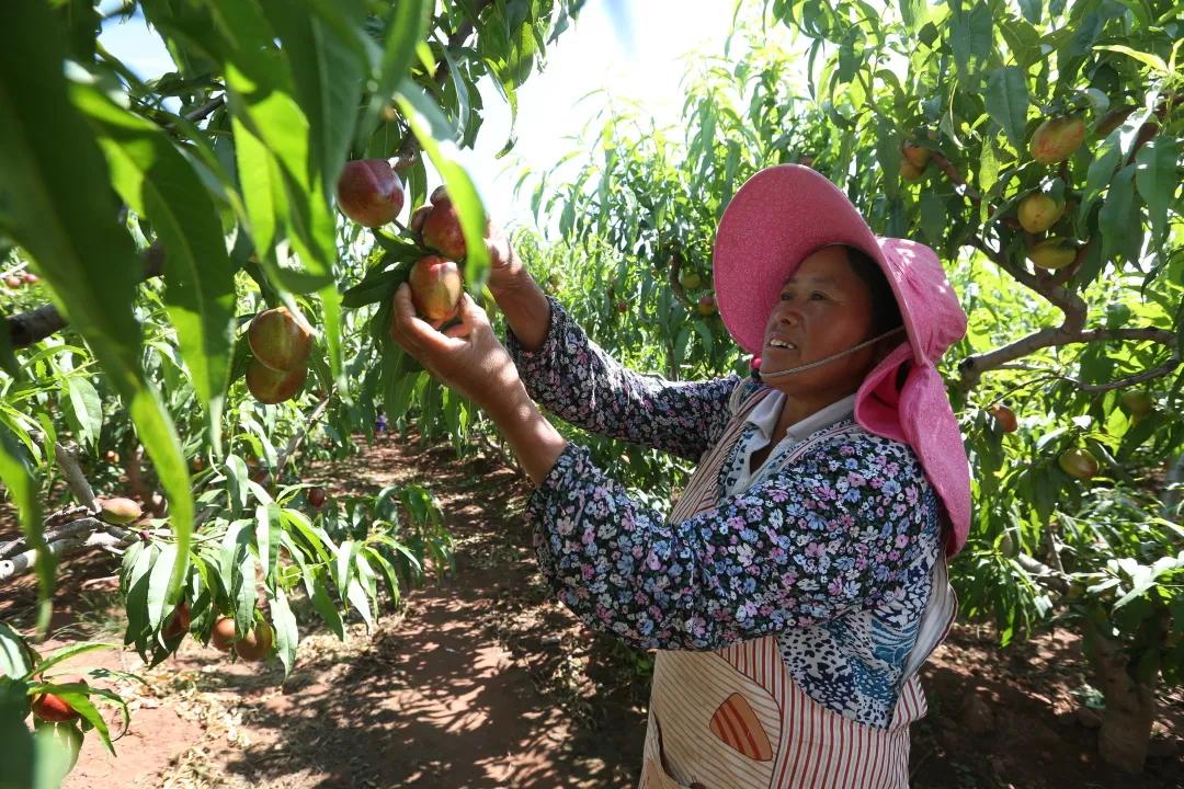 红红油桃挂枝头，这个五月“桃”你欢心