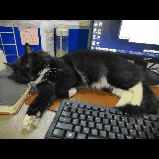 央视多档直播传出猫叫,央视猫叫上热搜