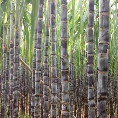 热带水果名单,热带水果王国攀枝花