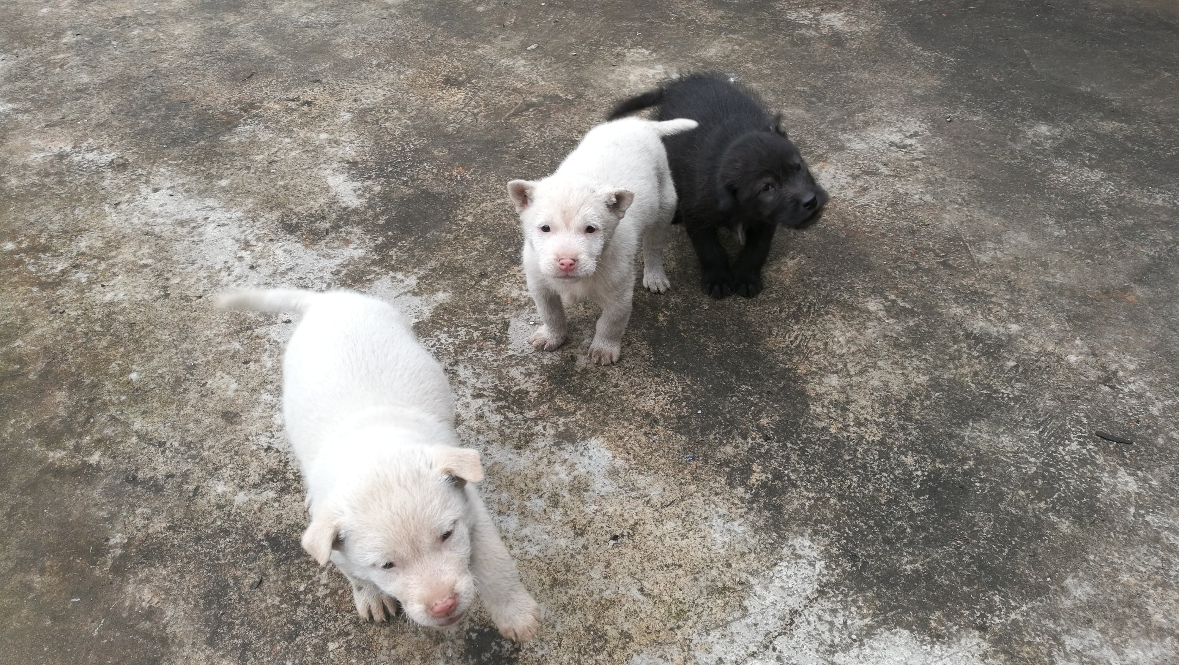 下司犬为什么不能随便养,下司犬真的好养吗