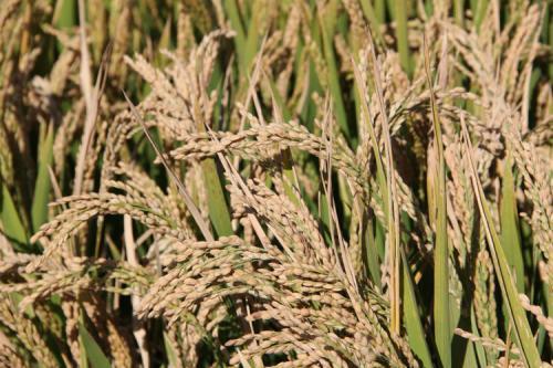 18824的盘锦大米好吗,金龙鱼盘锦大米5kg价格