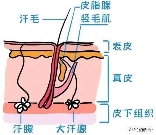 猫咪也有汗臭味儿吗？爱闻人类出汗的腋下又是为什么？