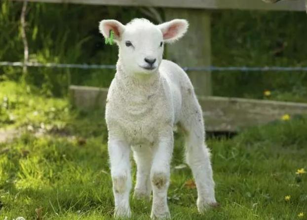 羊瘸腿什么原因怎么治疗,羊瘸腿病怎么预防